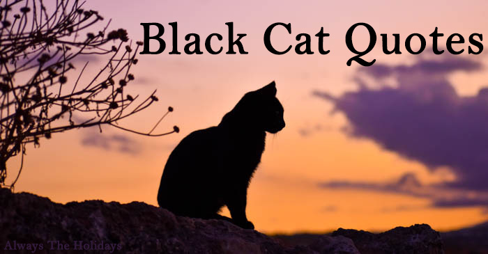 the silhouette of a black cat at sunset with a text overlay reading "black cat quotes" black cat quotes