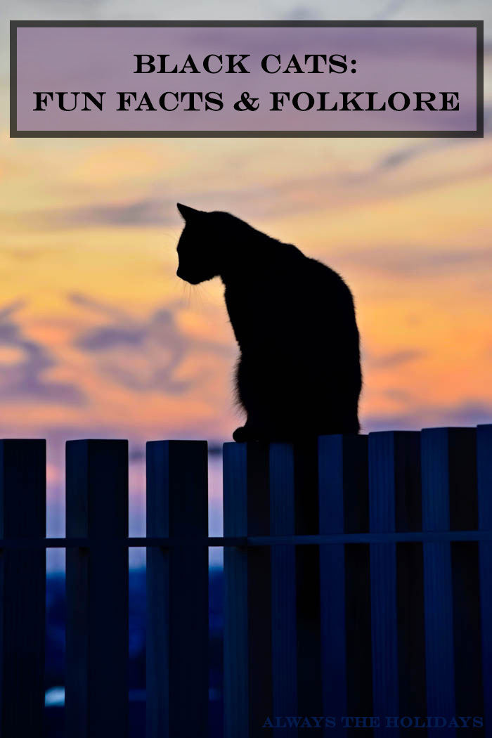 the silhouette of a black cat sitting on a fence at golden hour with a text overlay that reads black cats fun facts and folklore black cat fun facts and folklore