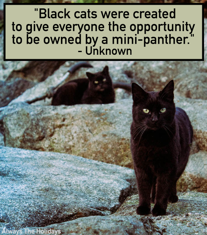 Two black cats on a rocky terrain with a text overlay that reads "Black cats were created to give everyone the opportunity to be owned by a mini-panther." - Unknown. Black cats quote: Black cats were created to give everyone the opportunity to be owned by a mini panther.