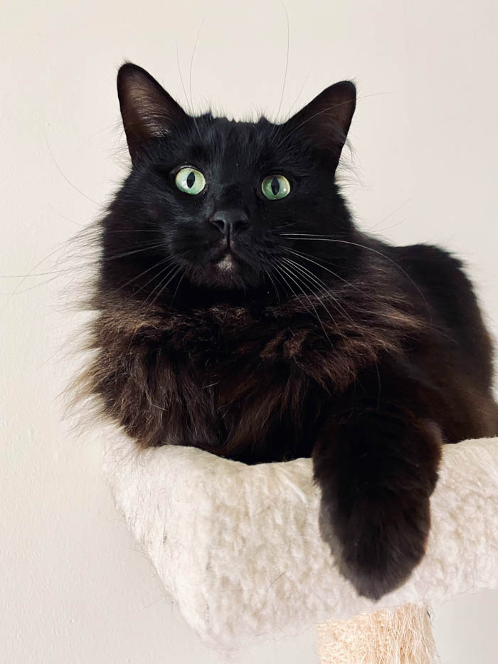 a black cat that has been adopted is sitting atop a cat tree adopted black cat in a cat tree