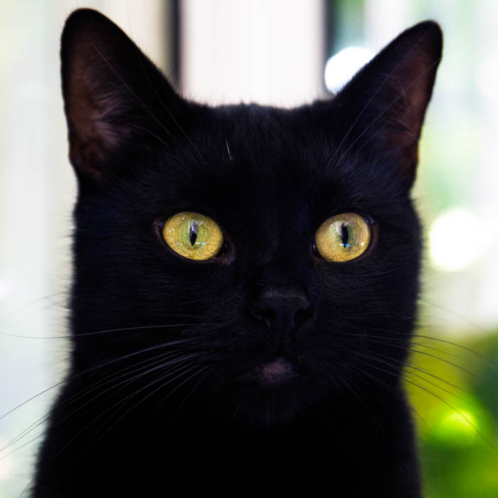 black cat