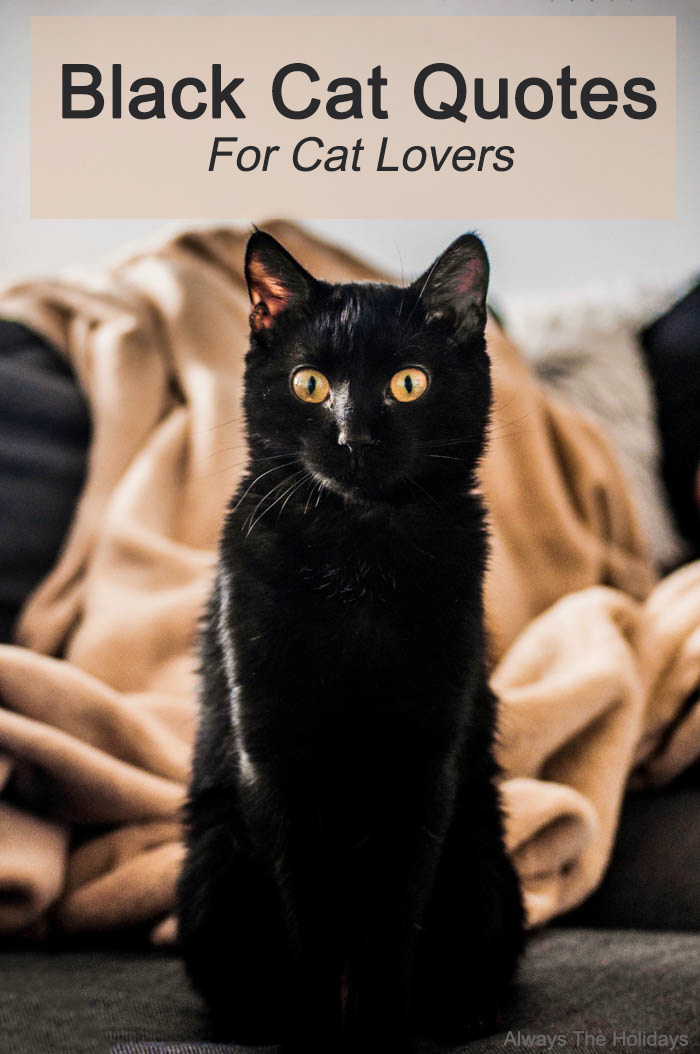 a black cat on a sofa with a text overlay that reads black cat quotes for cat lovers black cat quotes for cat lovers