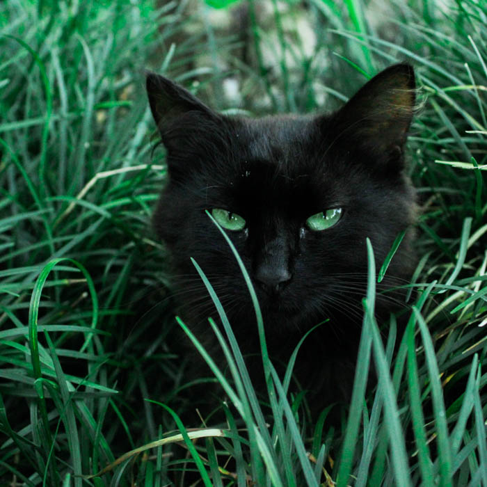black cat in the grass