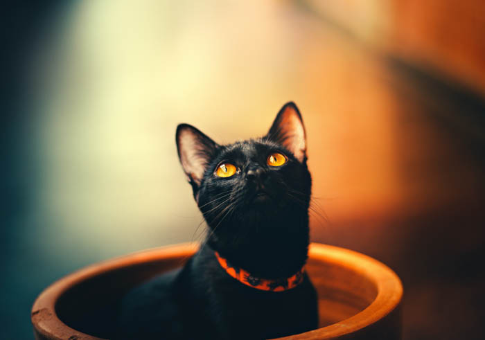 a beautiful black kitten with yellow eyes sitting on a wooden bowl black kitten with yellow eyes