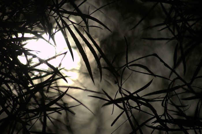Fog machine and branches