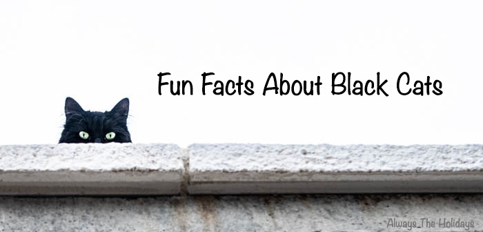 a black cat peering over a cement wall with a text overlay that reads fun facts about black cats fun facts about black cats