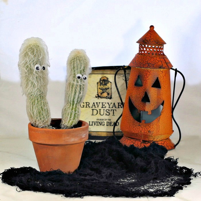 Old man cactus with wiggle eyes added to a Spooky Halloween scene Old man cactus in a Halloween scene