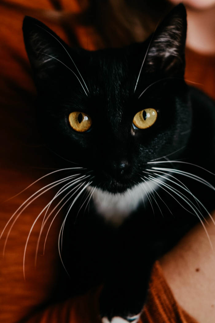 cute black cat with yellow eyes cute black cat