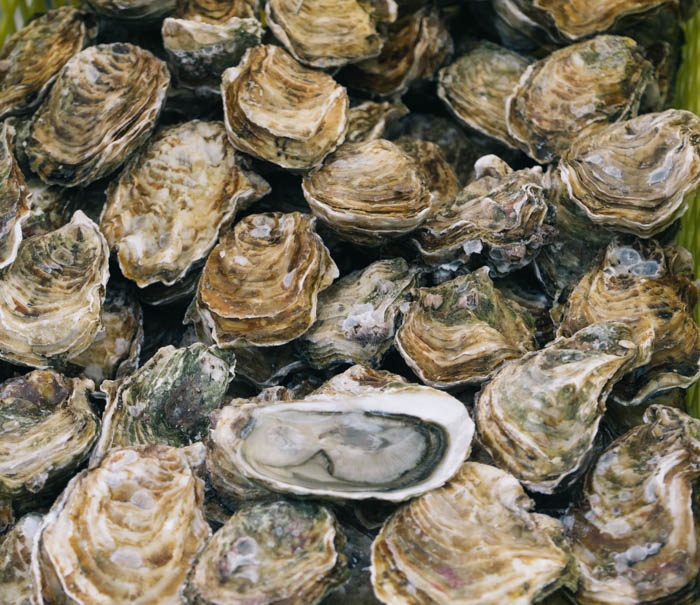 a bunch of oysters, also known as bivalve mollusks take up the photo. The oyster on top is open. Oysters also known as bivalve mollusks