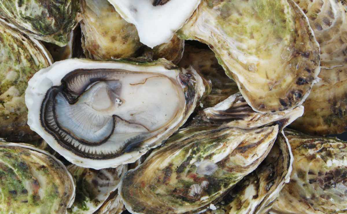 Raw oysters with open shells.