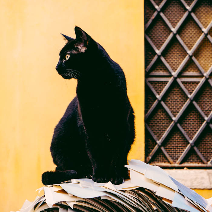 a black cat sitting on a stack of papers against a yellow wall black cat sitting on papers
