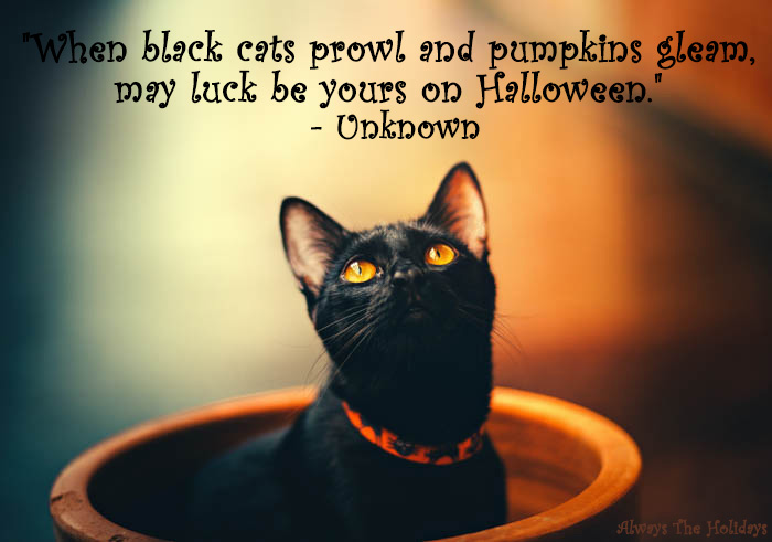 a black cat with orange eyes sitting in a bowl looking up at the quote "When black cats prowl and pumpkins gleam, may luck be yours on Halloween." - Unknown. Black cat message - When black cat prowl and pumpkins gleam, may luck be yours on Halloween.