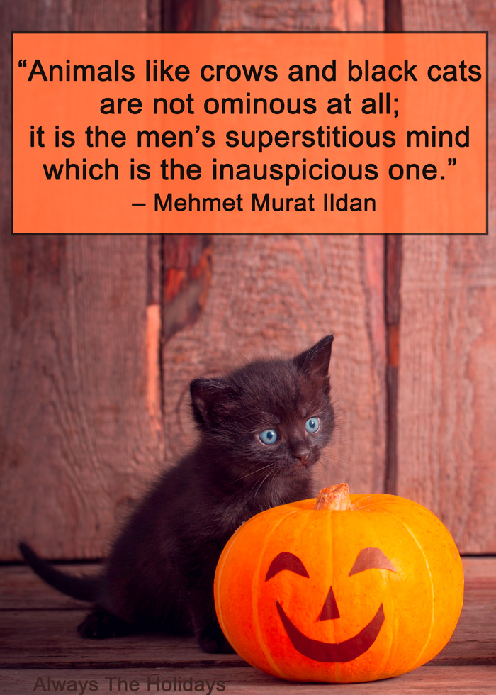 Black kitten and decorated Halloween pumpkin with a cat quote text overlay. A black kitten playing with a decorated Halloween pumpkin with a Halloween cat quote overlay.