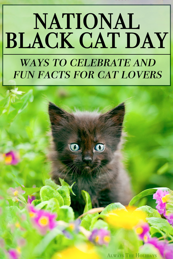 A black kitten in a field of flowers with a text overlay to celebrate National Black Cat Day. A black kitten in a field of flowers with a text overlay to celebrate National Black Cat Day.