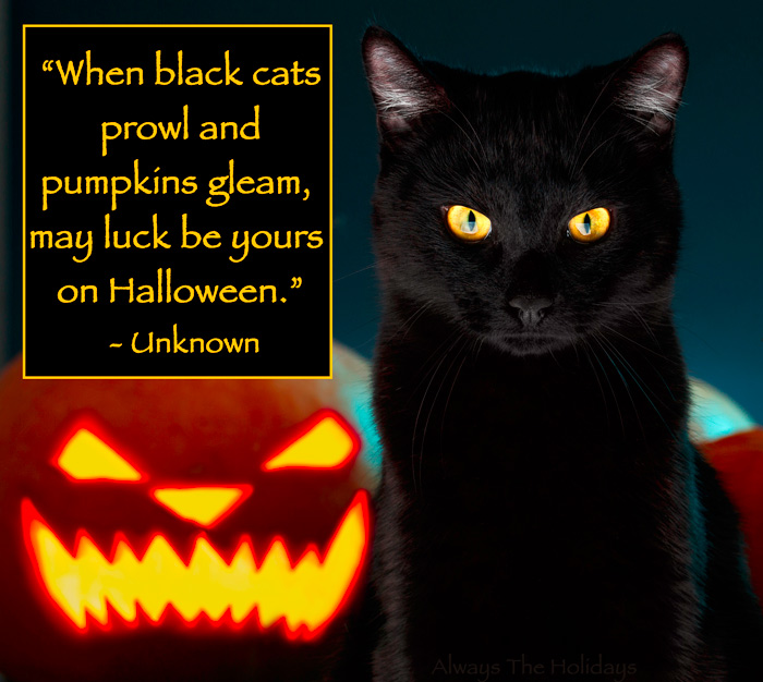 A black cat and jack-o-lantern with Halloween quote text overlay. A black cat and jack-o-lantern with a text overlay