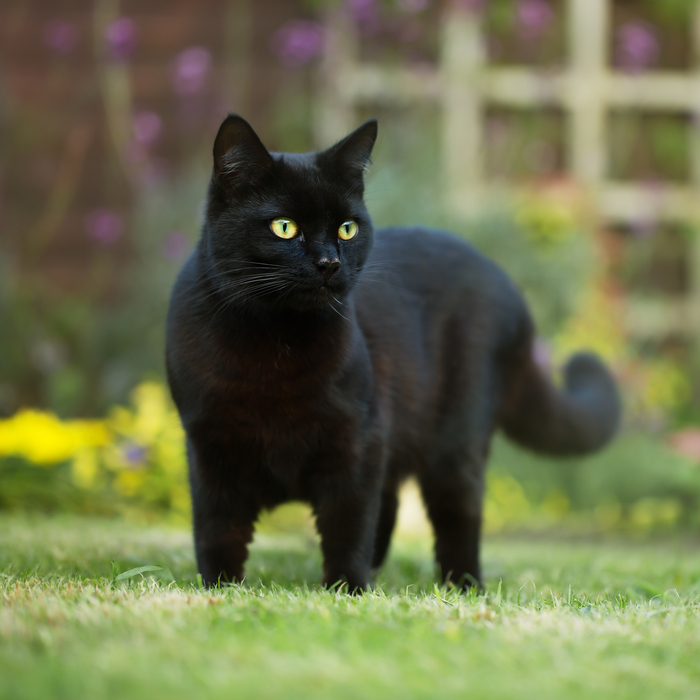 A pet black cat outside in the garden.