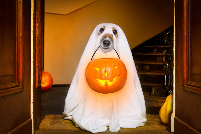 Halloween dog dressed for trick-or-treating. Dog dressed as a ghost holding a Halloween trick-or-treating basket.