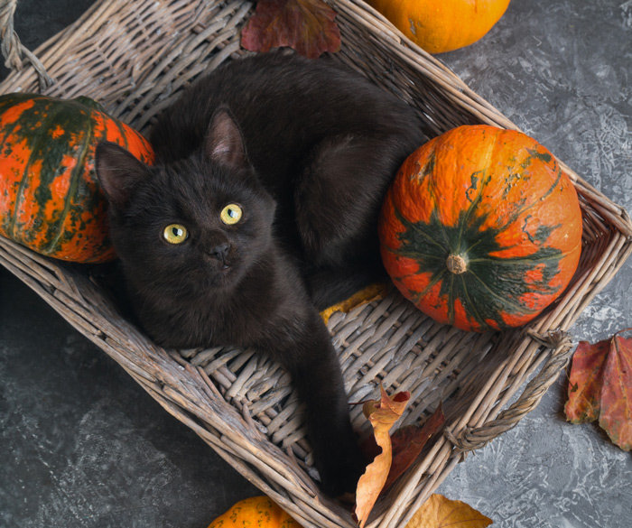 A black cat in a basket with pumpkins. A festive black cat looking up at the camera from inside a basket with pumpkins.