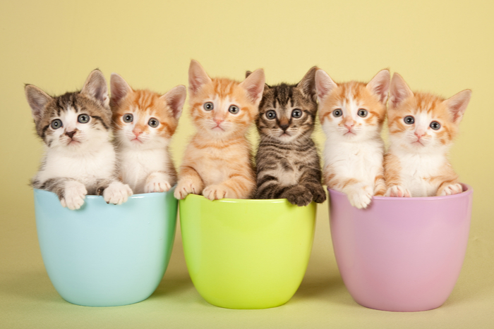 Six cute kittens in plant pots posing for a photo. Six cute kittens in plant pots posing for a photo.