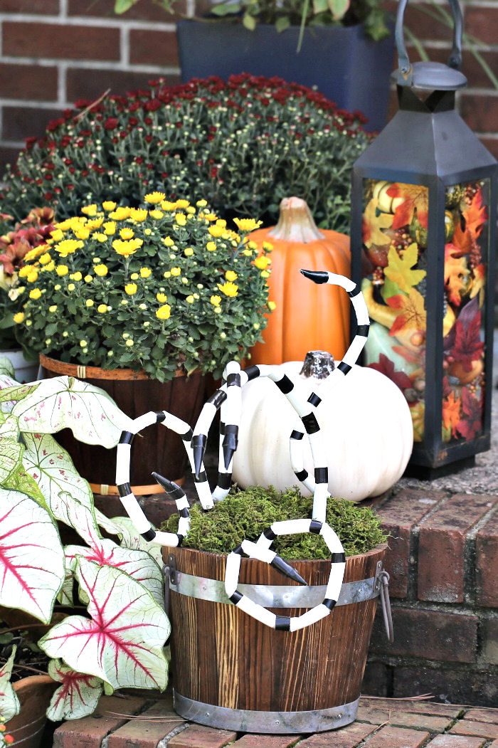 Halloween snakes White and black snakes in a bucket near mums, pumpkins anda fall lantern.