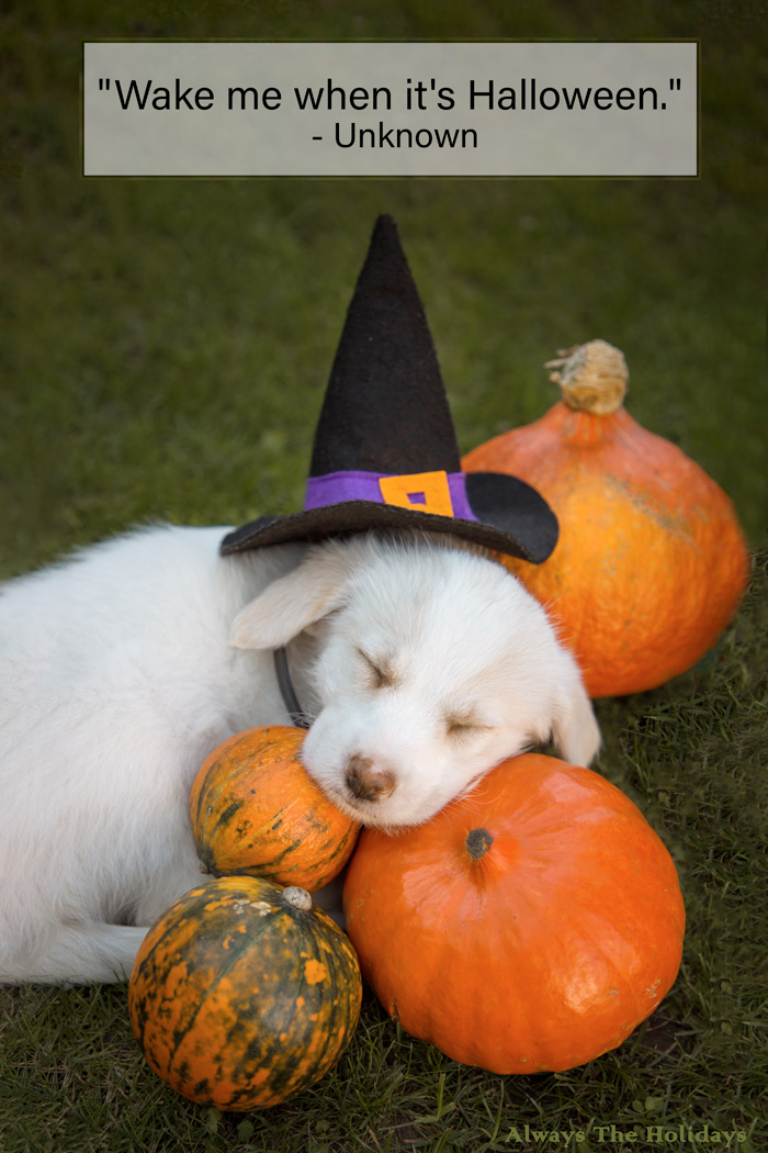 A puppy sleeping on pumpkins wearing a witch hat with a halloween quote overlay. A puppy wearing a witch hat sleeping on pumpkins with a Halloween quote overlay reading "Wake me when it's Halloween.".