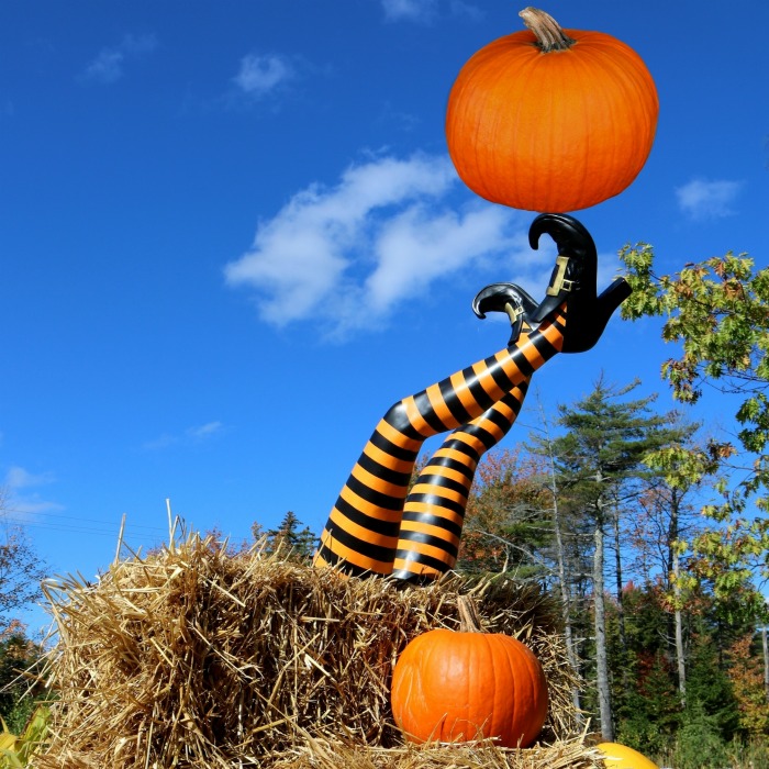 Witch legs with pumpkins and hay bales