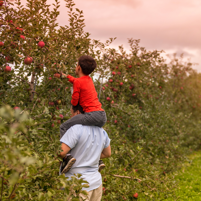 A father and son apple picking. A father and son apple picking at dusk. The father is holding his son on his shoulders while the son reaches for an apple on a tree in an apple orchard.