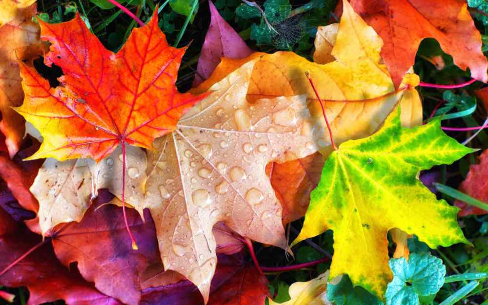 fall leaves colorful fall leaves after a rain.