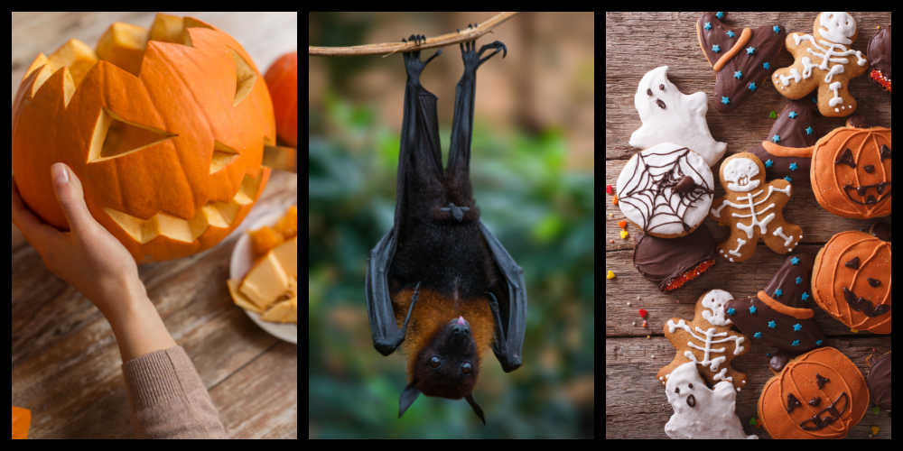 Collage of October national days images A collage of three images celebrating October national days. From left to right the images are a jack o lantern for Carve a Pumpkin Day on October 31, a bat hanging from a branch for World Animal Day on October 4, and an assortment of Halloween cookies for National Homemade Cookies Day on October 1.