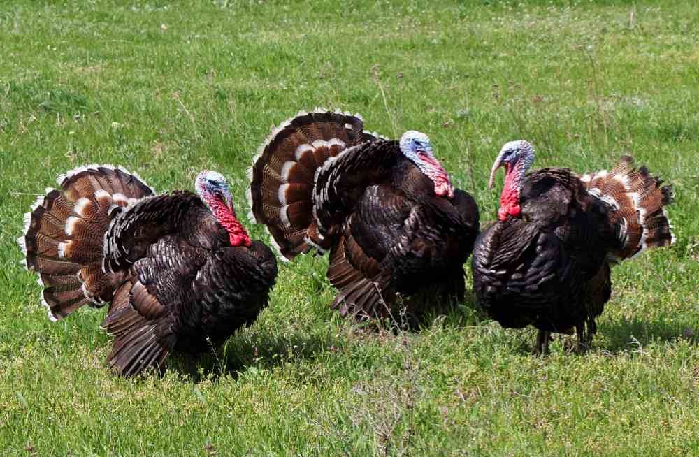 Strutting turkeys Turkeys in a field.