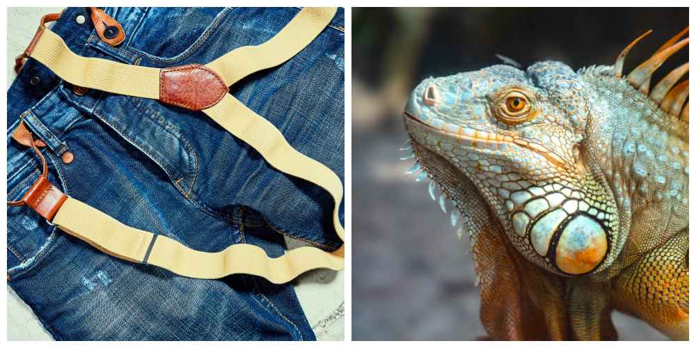 Suspenders and lizard A collage of two images celebrating the national days in October. The image on the left is a pair of suspenders clipped onto jeans for National Suspenders Day on October 20, and the image on the right is of an iguana for National Reptile Awareness Day on October 21.
