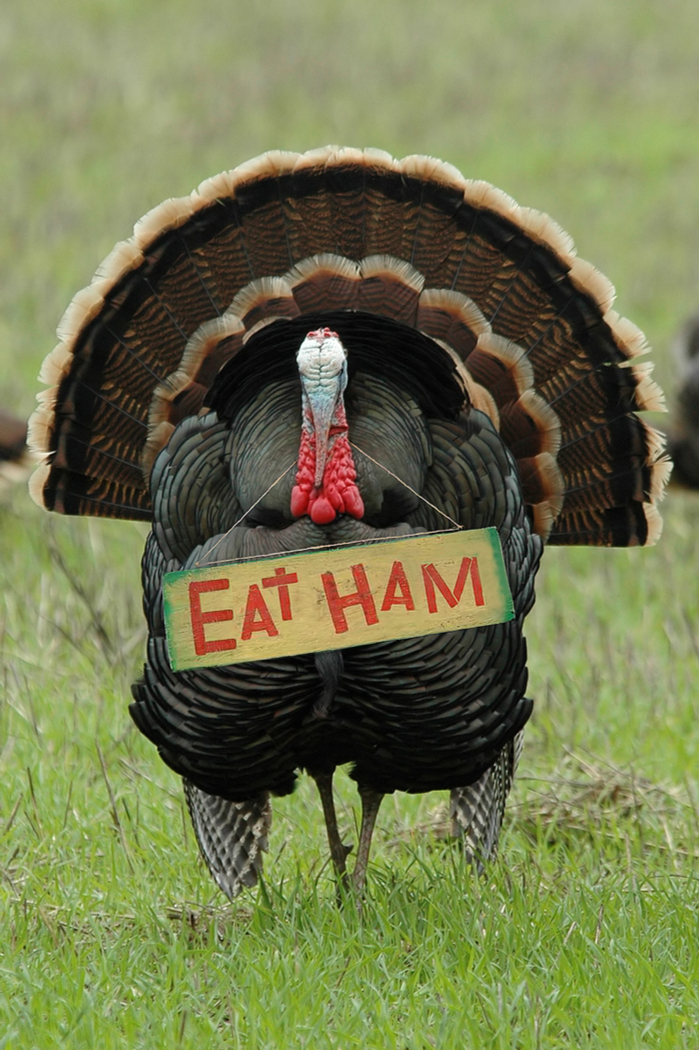 A turkey with a funny Thanksgiving sayings "eat ham" as a sign around his neck.