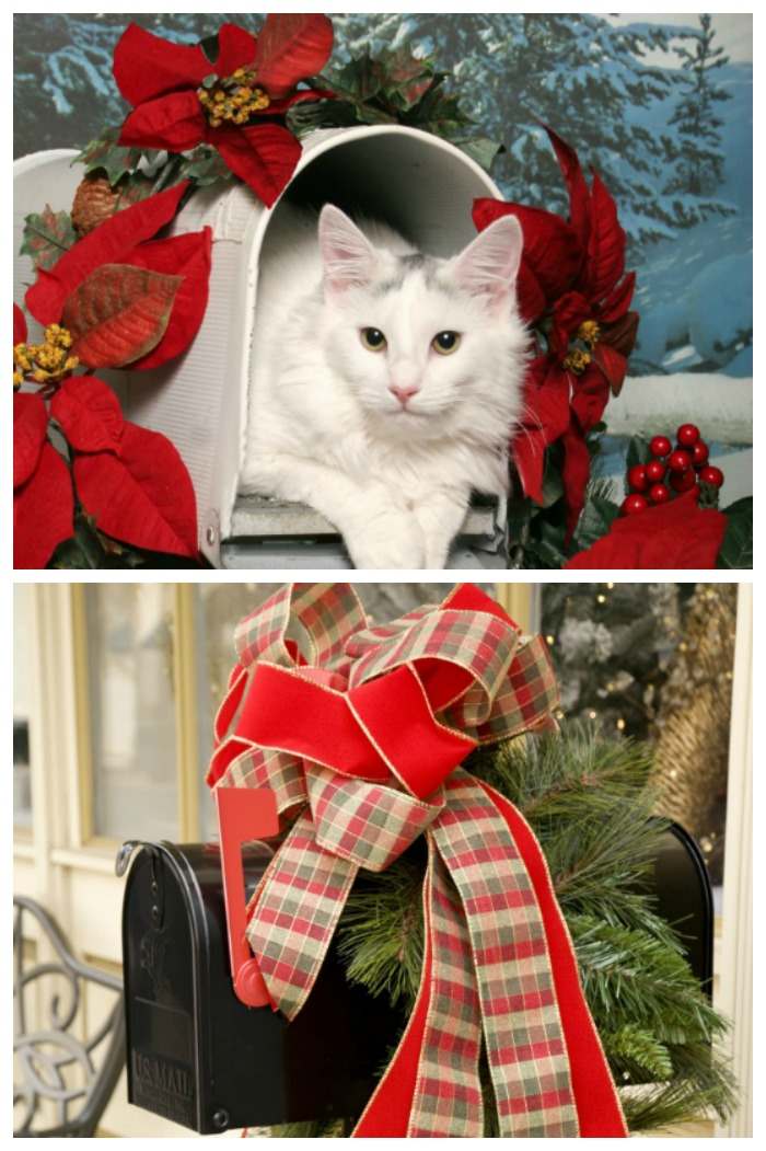 Mailboxes Decorated for the Holidays. Cat in a black mailbox and mailbox decorated with a bow.