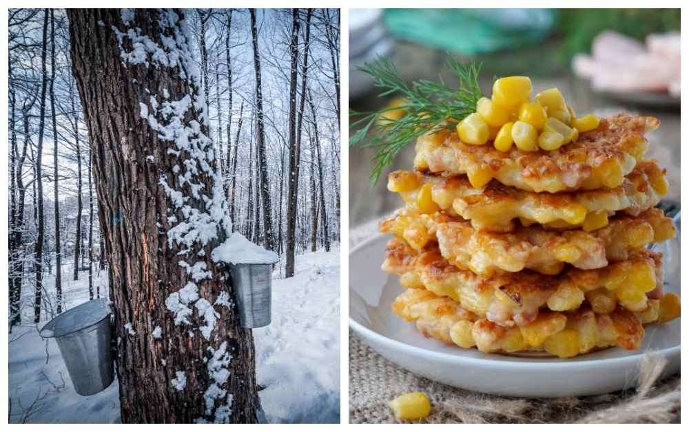 Maple syrup and corn fritters! Maple syrup buckets on tree and corn fritters on a plate.