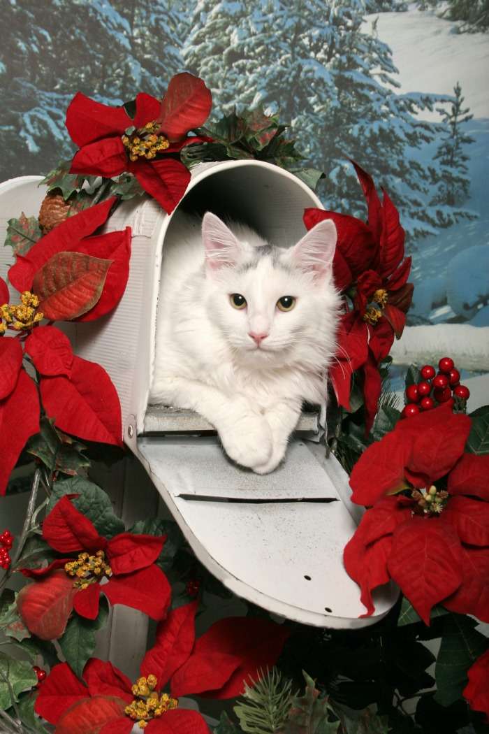 Cat in a mailbox decorated for the holidays White cat in a mailbox decorated with poinsettia flowers.