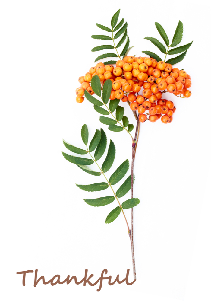 A single branch with leaves and orange flowers with the word "thankful" below it.