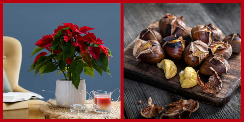 Two December National Days Poinsettia on a table and roast chestnuts on a chopping block.