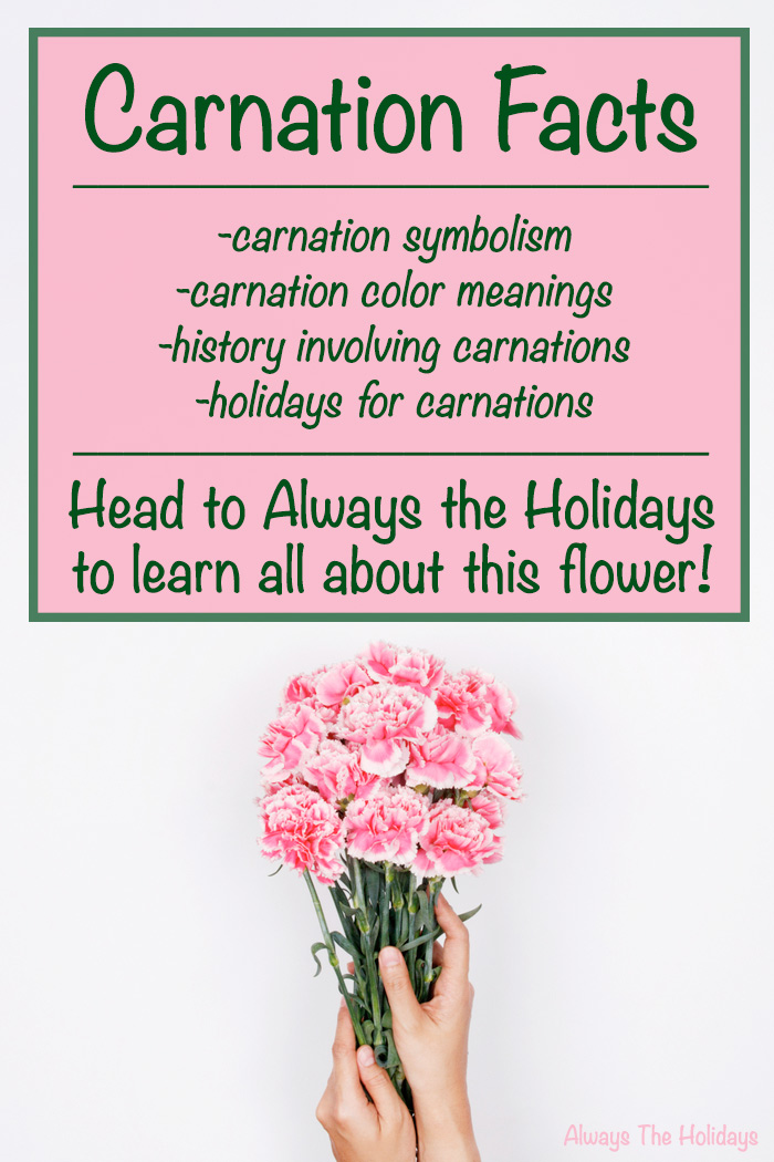 Hands holding pink carnations with a text overlay about carnation facts. A woman's hands holding pink carnations with a text overlay about carnation facts for National Carnation Day.