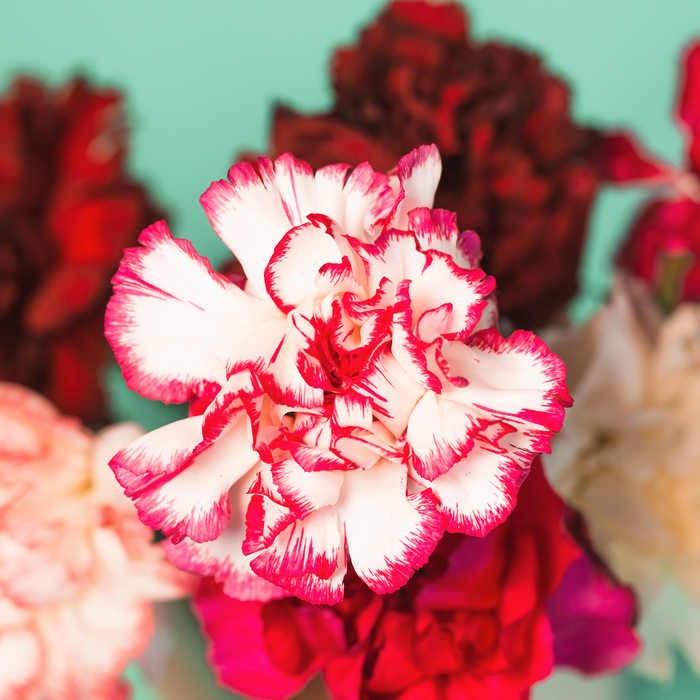 Different carnation colors on a blue background, a pink and white carnation is featured.