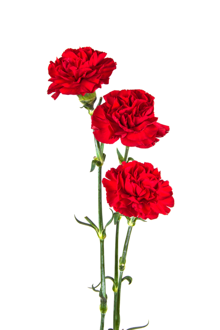 Three red carnations on a white background. Three red carnations on a white background to remember President William McKinley.