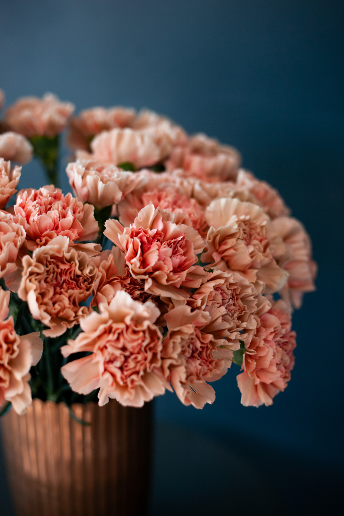 A vase of pink carnations. A bouquet of pink carnations to celebrate National Carnation Day.
