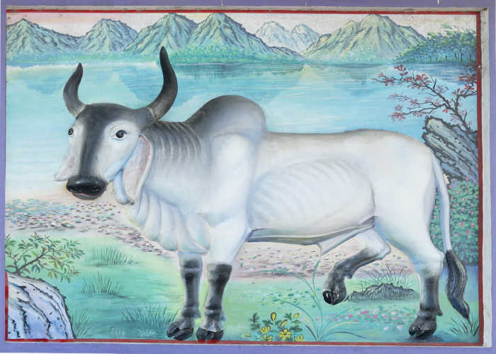 Drawing of an ox.