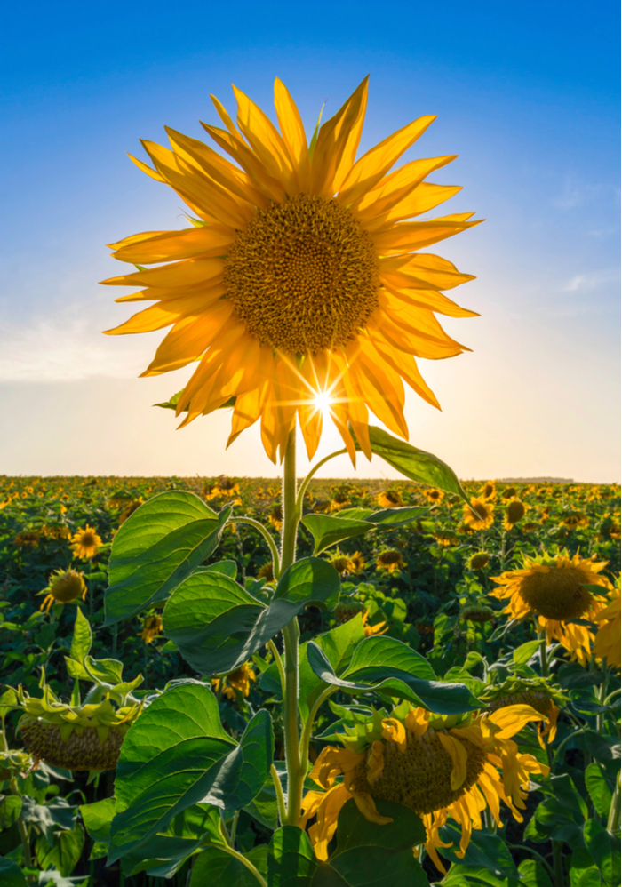A close up shot of a sunflower in a field to symbolize a New Year full of possibilities. 