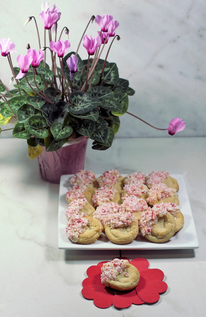 Serving peppermint cookies. Plate of cookies and single peppermint cookie with pink flowering plant.
