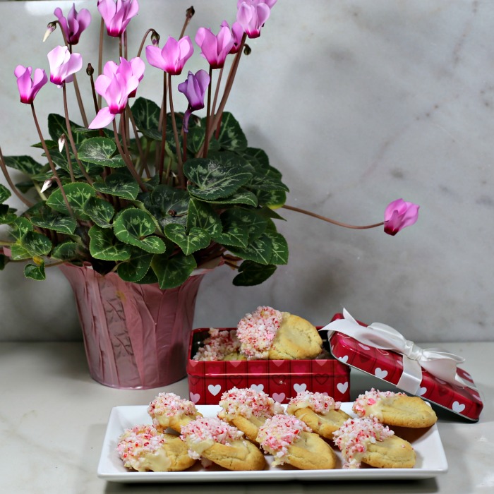 Plate of peppermint cookies with a pink cyclamen plant.