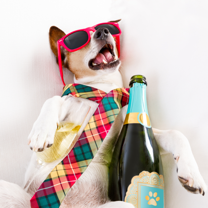 Drunk dog with a tie, sunglasses and champagne sleeping on a couch on National Football Hangover Day.