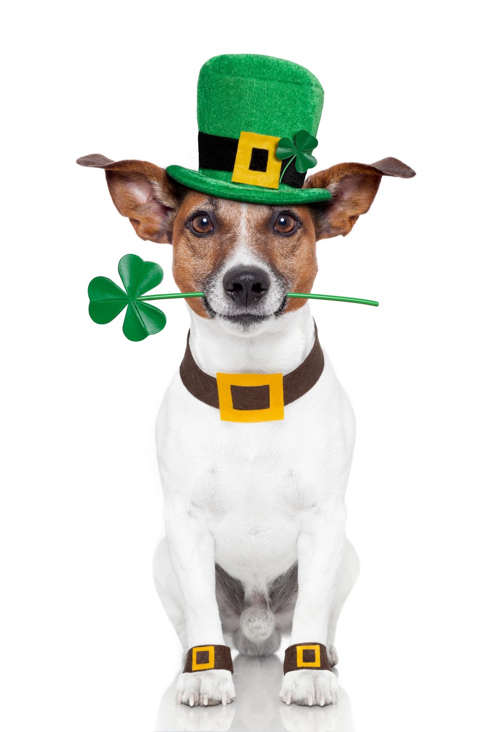 Funny dog for St. Patrick's Day. A St Patrick's Day lucky dog dressed up with a green hat, and a clover in his mouth.