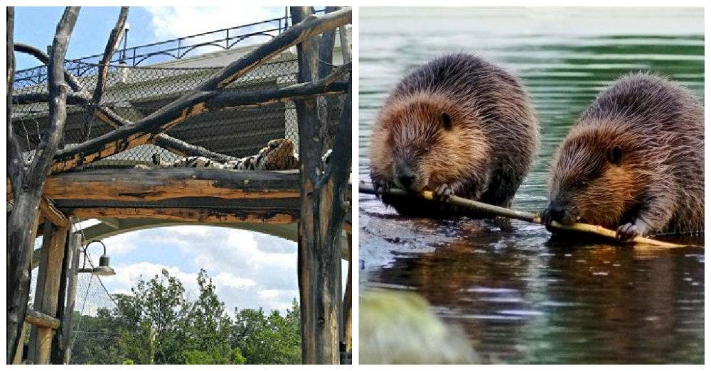 Tigers and beavers Tiger in a cage and beavers in the water.