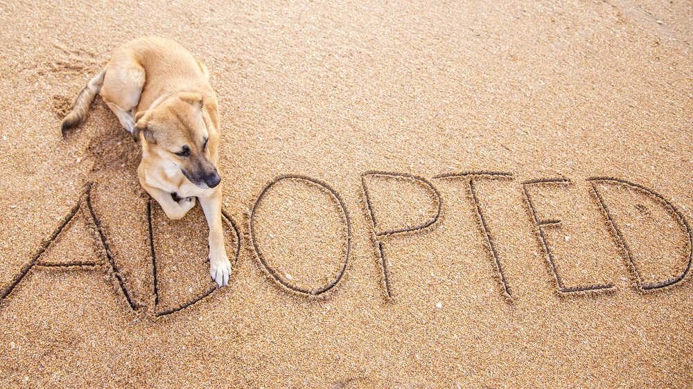 German Shepherd mix dog sitting on the beach with the word "adopted" written in the sand, to celebrate National Rescue Dog Day.