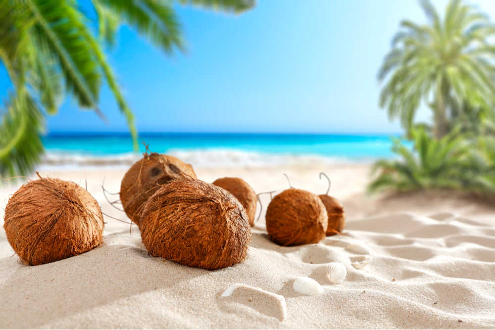 Coconuts on the beach. Coconuts on a beach with a blue sky and coconut trees in the background.